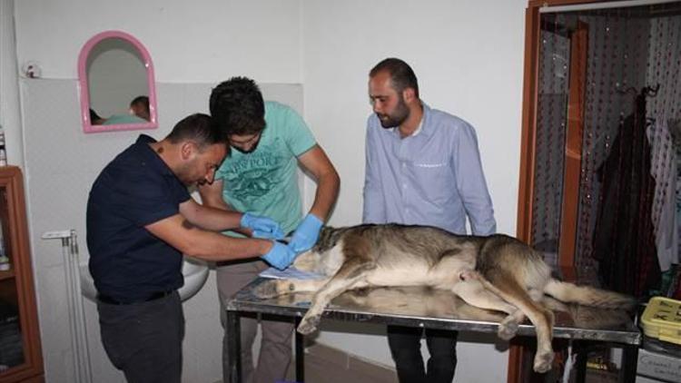 Karaman’da iki köpeğe şiddet iddiası... Sopayla dövülmüş