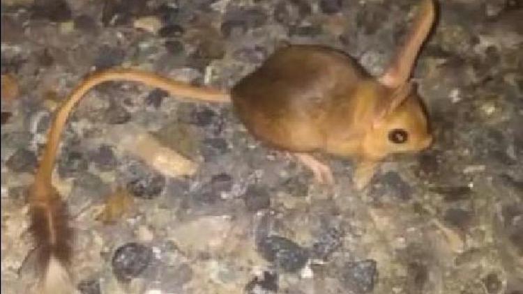 Elazığda kanguru faresi görüntülendi