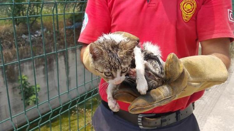 Ayağı kırık kedi mahsur kaldığı dereden kurtarıldı