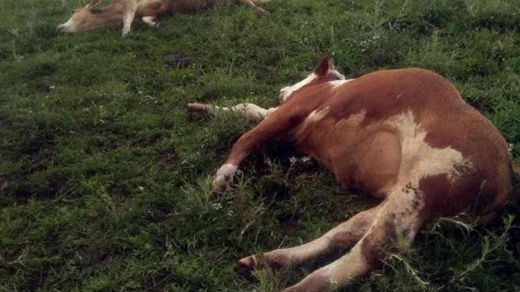 Erzincanda yıldırım düştü; 3 inek telef oldu