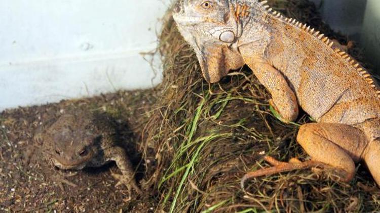 İguana ve kurbağayı aynı kafeste besliyor