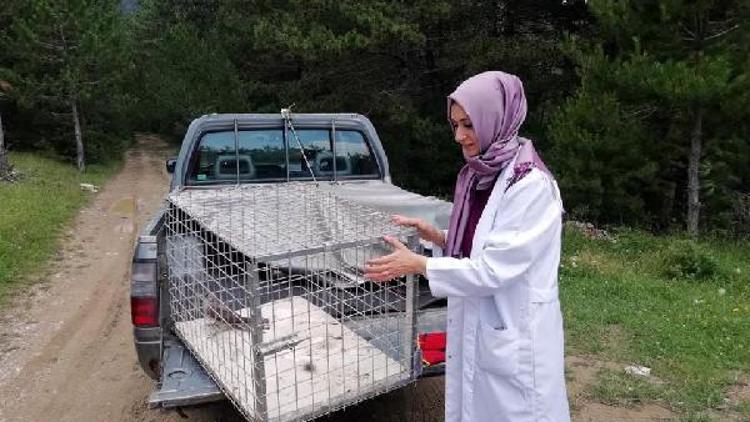 Yaralı atmaca tedavi edilip doğaya salındı