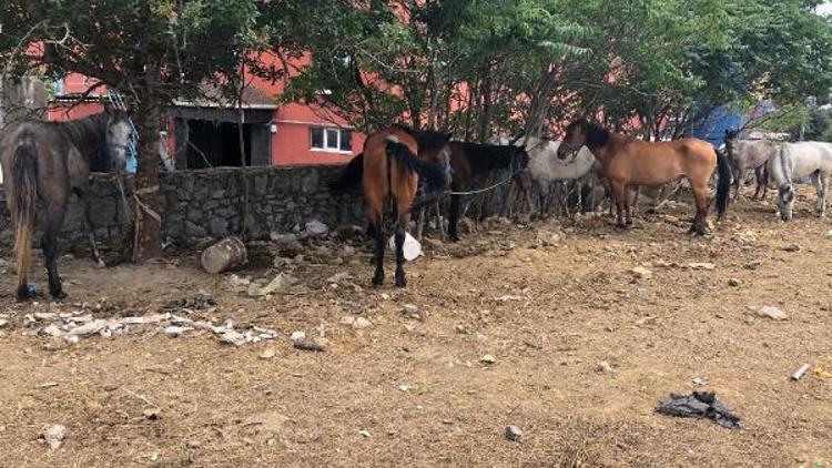 Adalara götürmek istiyordu... 14 at 1 haftadır boş arsada bekliyor