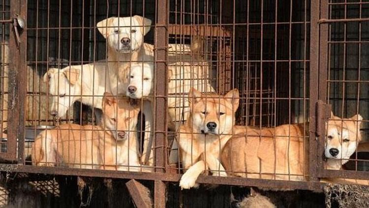 Mahkemeden tarihi karar: Köpek çiftliğine para cezası