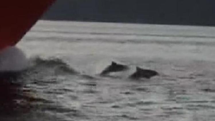 Yunuslar Boğazda tankerle birlikte yüzdü