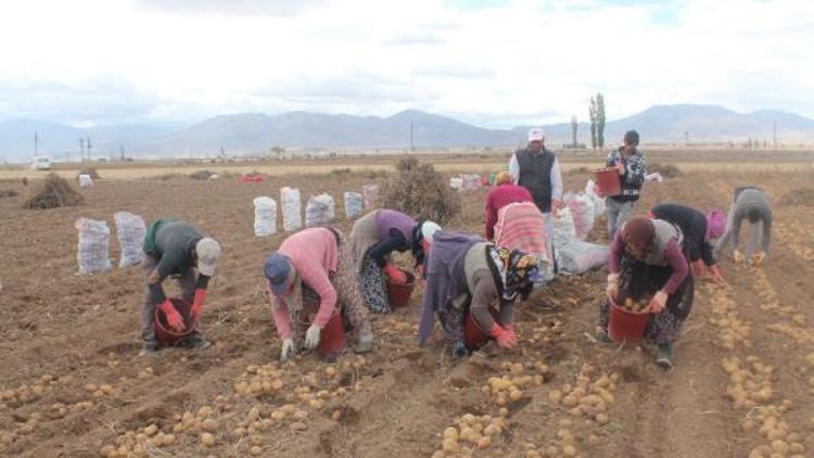 Adanada ekim yapılmadı patatesin fiyatı arttı