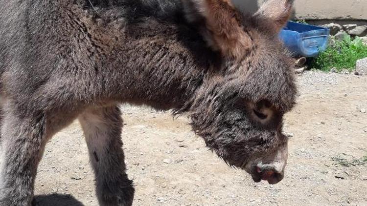 Vanda bulunan eşek yavrusu, YYÜde tedaviye alındı