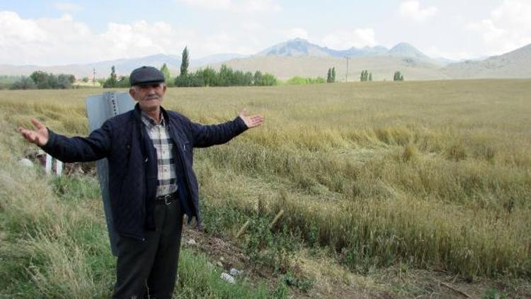 Afyonkarahisarda dolu ve yağmur patates tarlalarına zarar verdi