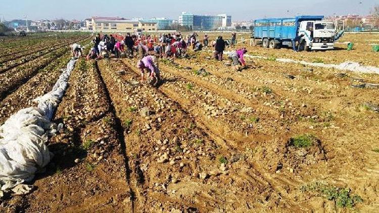 Ödemişli patates üreticisi, fiyat artışını üretim azlığına bağladı