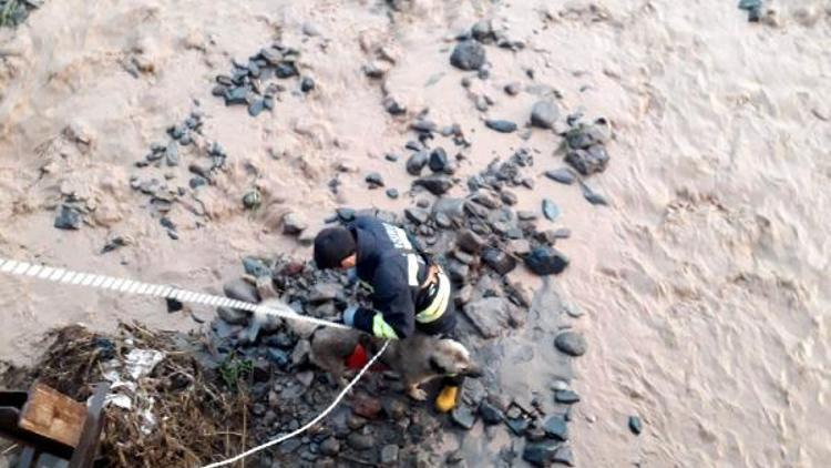 Taşkında mahsur kalan köpeğe halatlı kurtarma