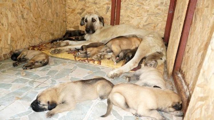 Sokak köpeği Leydi, 15 yavruya annelik yapıyor