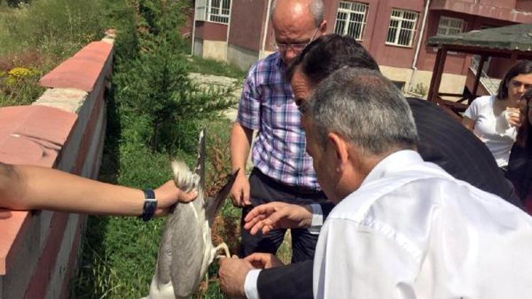 Yaralı bulunan martı tedavi edildi