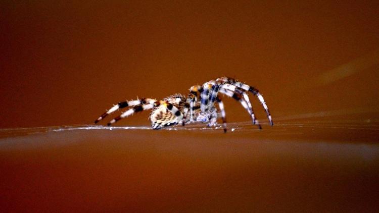 Örümcekler kilometrelerce mesafeyi nasıl kat ediyor