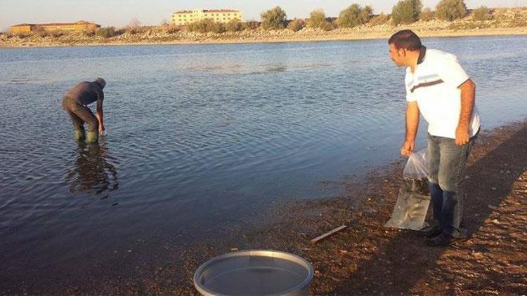 Bozkırın göletlerine 130 bin yavru balık