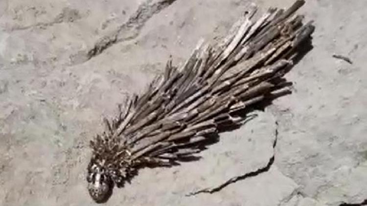 Kato Dağında görülen böcek larvası şaşırttı