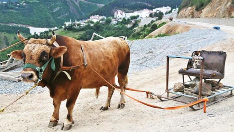 Güreşlere hazırlanıyor