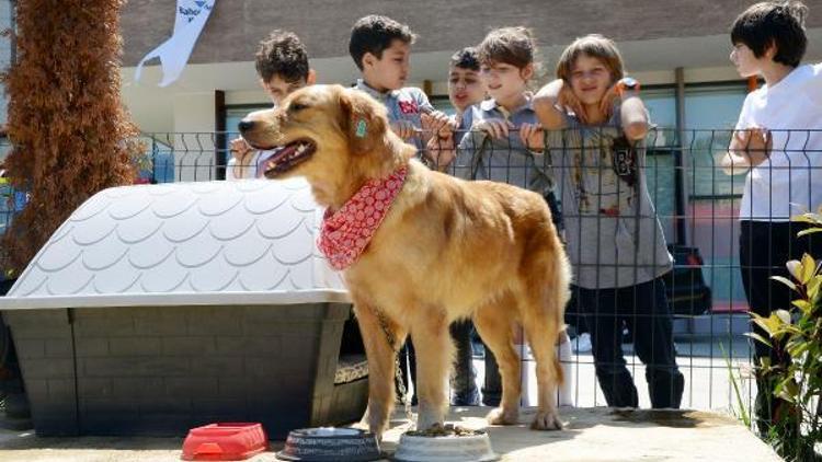 Trabzon’da her okula bir sokak köpeği