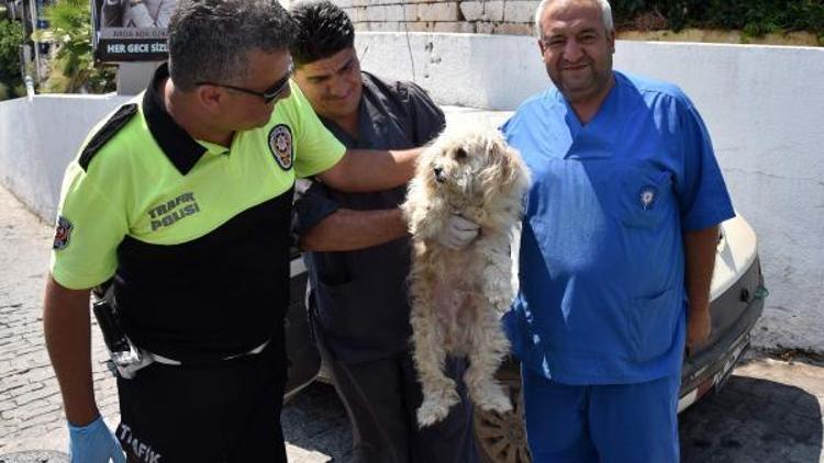 Otomobilde aç, susuz ve havasız bırakılan köpeği polis kurtardı