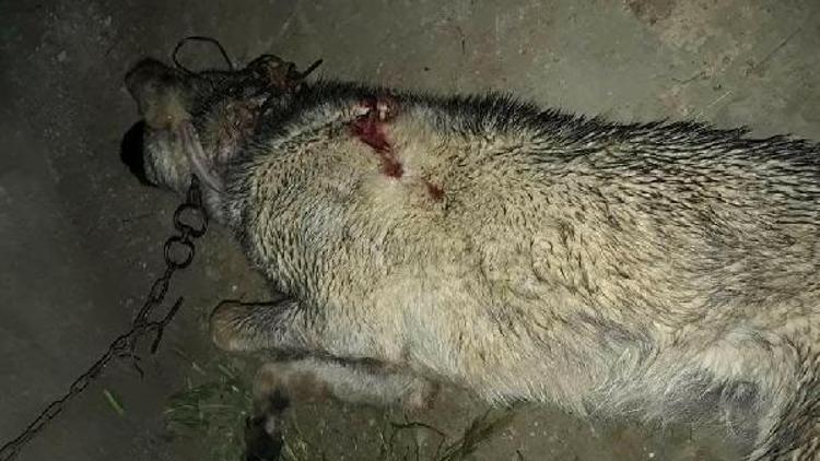 Gebe çoban köpeği tüfekle öldürüldü