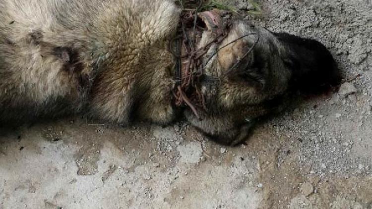 Gebe çoban köpeği tüfekle öldürüldü/ Ek fotoğraf