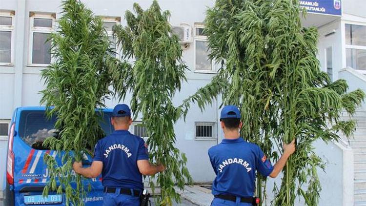 Boyları 4 metre... Gören gözlerine inanamadı