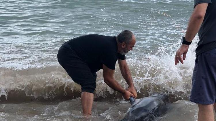 Kırkpınar eski ağası, kıyıya vuran yunusların hayatını kurtardı