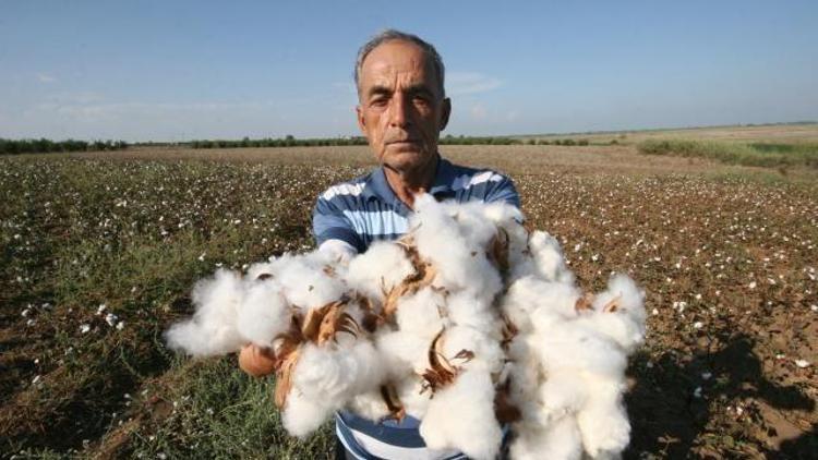 Türk Pamuğu Mozambik’te de yetişecek