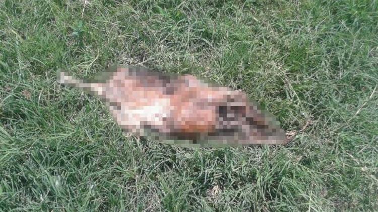 Antalyada başı ve tek bacağı olmayan köpek ölüsü bulundu