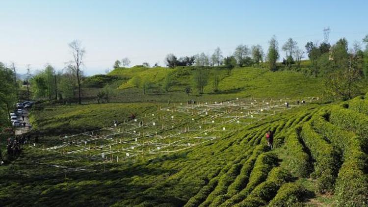 İlk sürgünde 12 bin 261 ton organik çay hasadı yapıldı