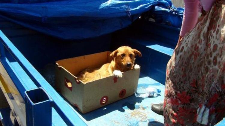 Çiftçi çift, yaralı sokak köpeği için seferber oldu