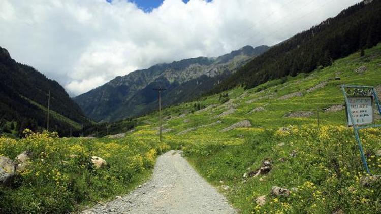 Doğu Karadenizin yeni gözdesi Elevit Yaylası