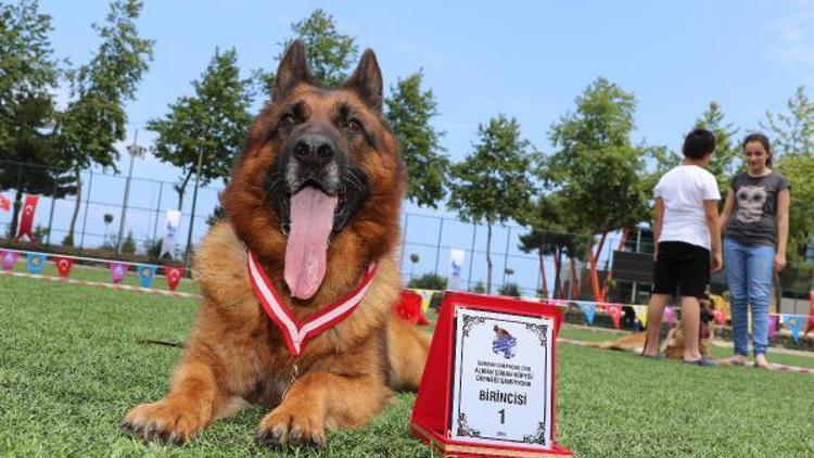 Alman kurdu köpekler yarıştı, Zibbo birinci oldu