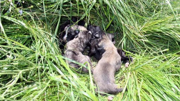 Anneleri ölen 5 yavru köpek korumaya alındı