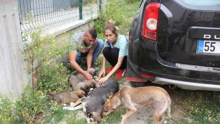 Taksinin çarptığı köpeğe sahip çıktılar