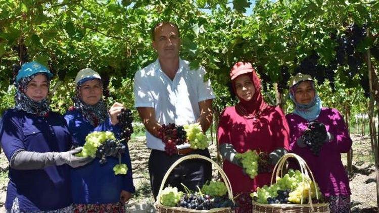 Türkiyenin üzüm ambarında hasat başladı