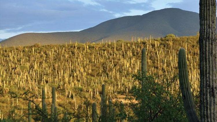 Meksikanın Tehuacan-Cuicatlan Vadisi Dünya Mirası Listesinde