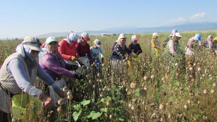 Afyonkarahisarda haşhaş hasadı erken başladı