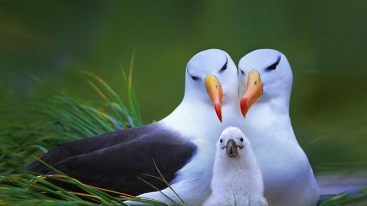 Albatros kuşunun özelliği nedir İşte albatros kuşunun hikayesi