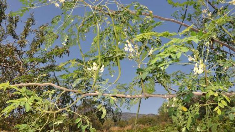 Datçada moringa ağacı yetiştiriyor