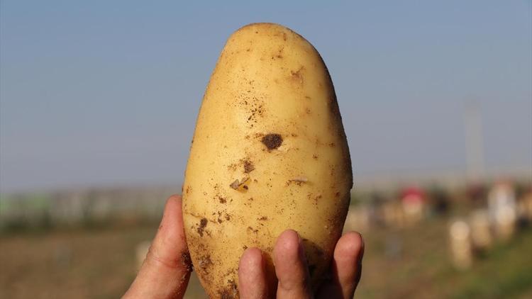 Patates ve soğan fiyatlarında hasat düşüşü