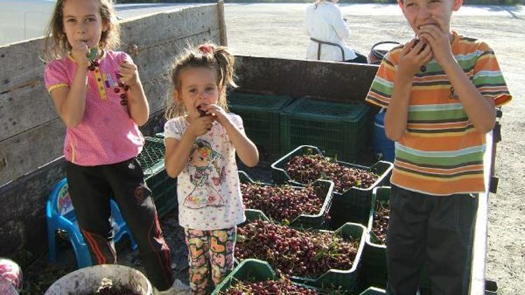 Afyonkarahisarda vişne hasadı başladı