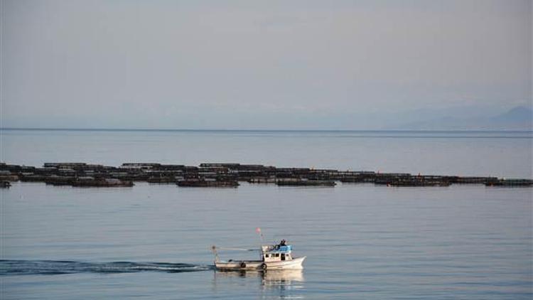 Ordu’da kafeslerden balık fışkırdı