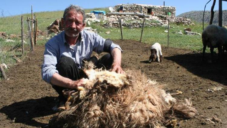 Erdemlide koyunlar kırkılıyor