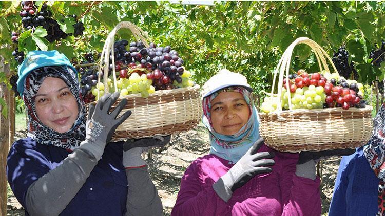 Üzümde ihracat erken başlıyor