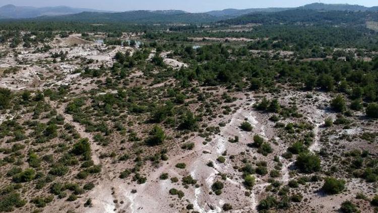 Fosil ağaç ormanı, yok olma tehlikesiyle karşı karşıya