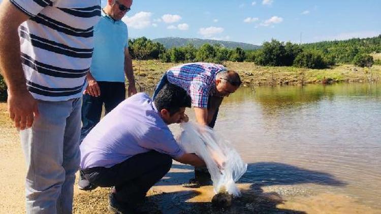 Denizlide göl ve göletlere 125 bin yavru sazan bırakıldı