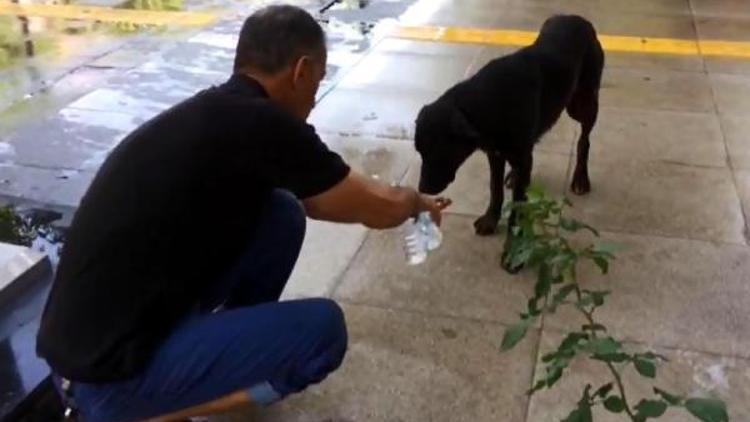 Sıcaktan bitkin düşen köpeğe avucunda su içirdi