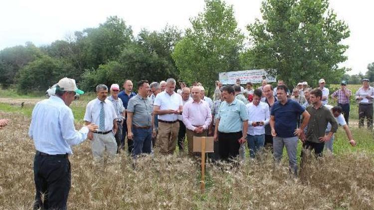 Kırklareli’nde yeni geliştirilen buğday çeşitleri tanıtıldı