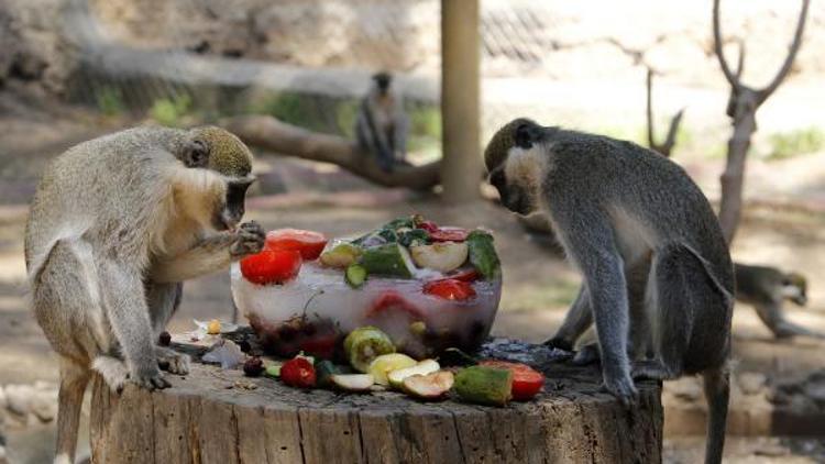 Ayı ve maymunlara buzlu meyve diyeti
