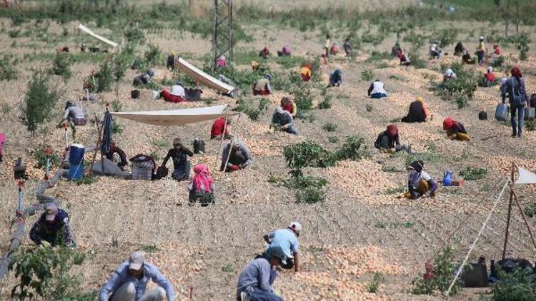 Amasya soğan üretiminde Türkiye’de 2’inci sırada